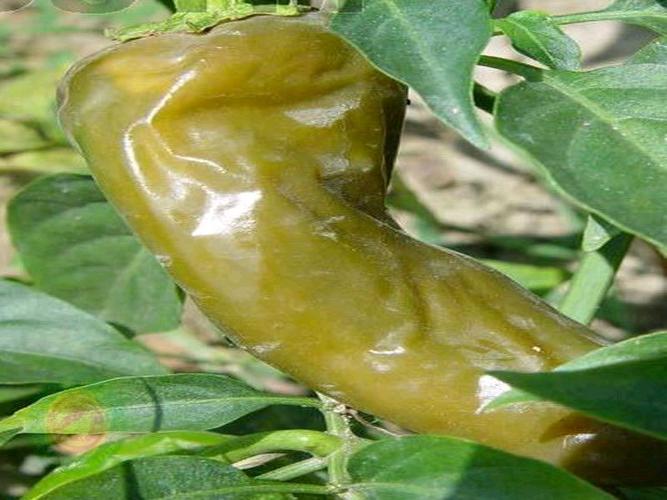 辣椒软腐病症状有哪些