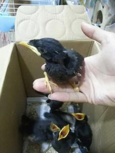 2018年头窝八哥幼鸟 八哥鸟活体 海八黑八花八林八