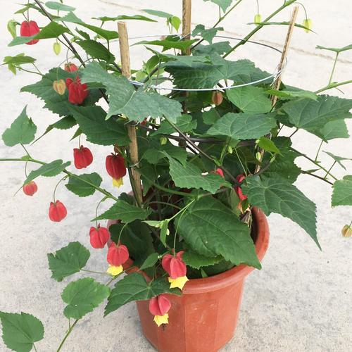 花苞藤本花卉蔓性风铃花红红灯笼盆栽藤蔓植物时令草本花卉