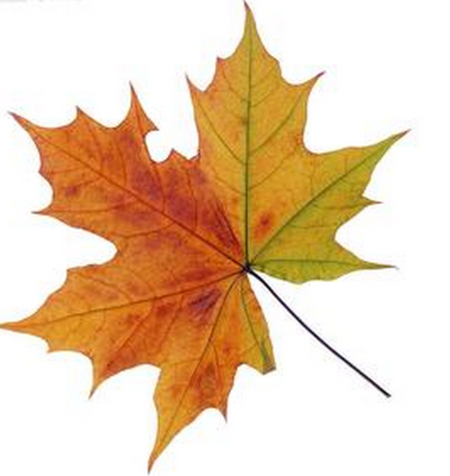 梧桐树的叶子像什么(图片)