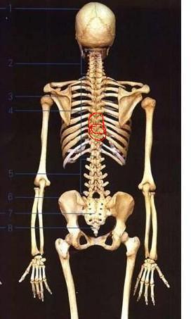 脊椎骨酸,痛.灼热感.