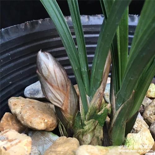 春兰大团圆红花苞2壮苗1花1芽,花苞饱满