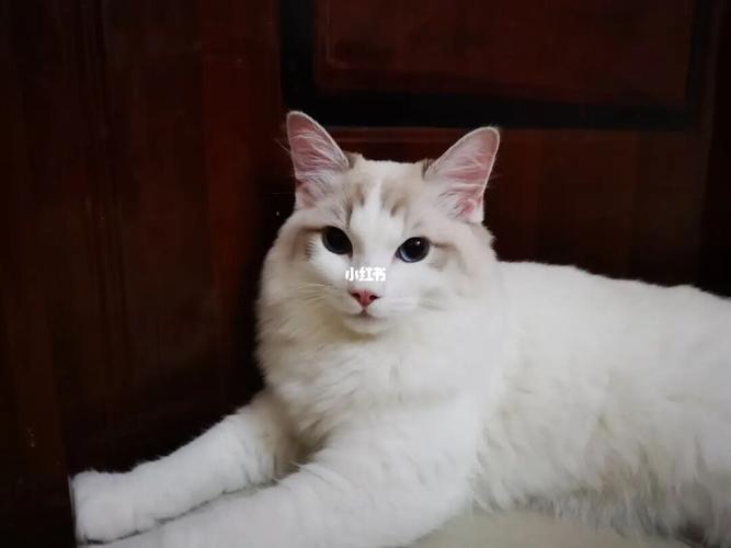 田园跟布偶_猫_宠物_猫_晒猫