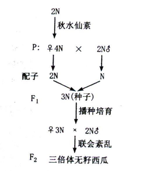  p>联会紊乱就是减数分裂前期染色体不能正常配对,无法形成有生殖效应