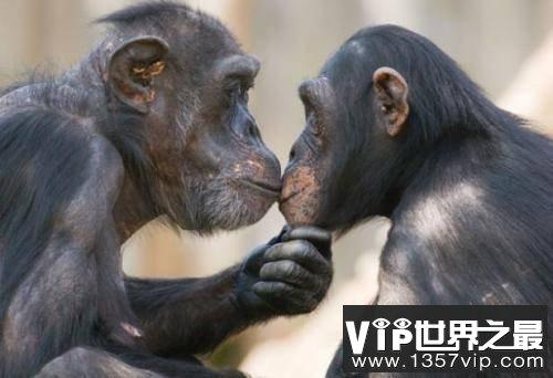 自然界中动物交配趣事分享