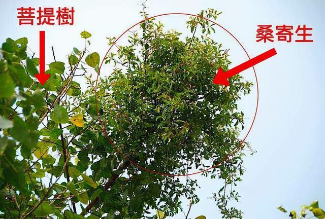 树上一种寄生草人称桑寄生是名贵中草药野外难寻