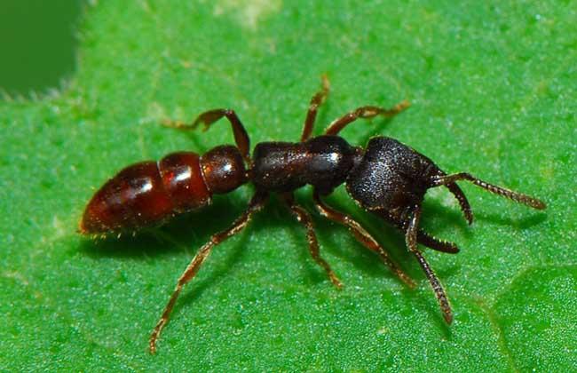 黑蚂蚁治疗阳痿吗