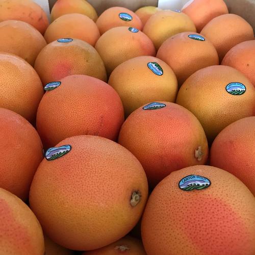 新鲜进口南非红心西柚红肉柚子孕妈水果葡萄柚一件代发