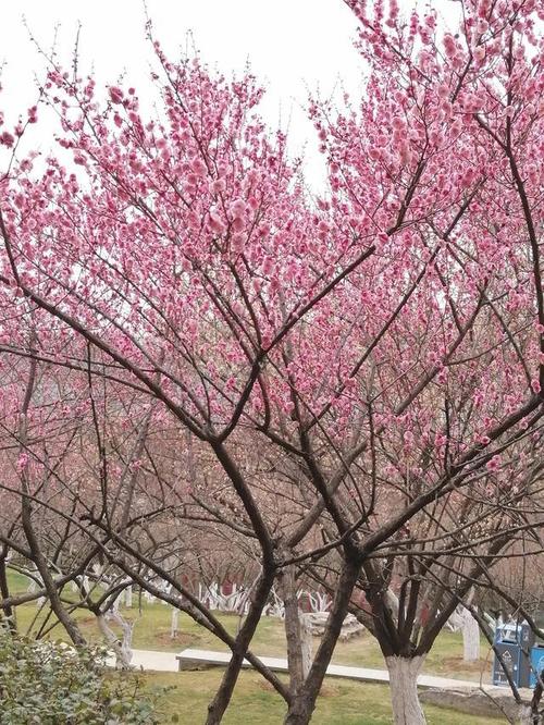 匡河公园梅花开放太美了
