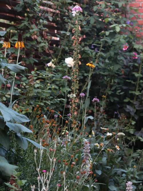 90蒲棒菊,花园里怎么能少了你717171_围脖_北京攻略_秘密花园
