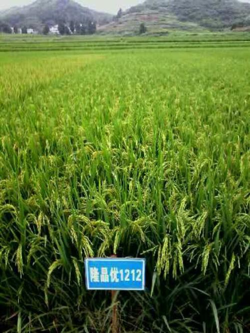 名贵香米-----香妃稻"隆晶优1212"最新审定