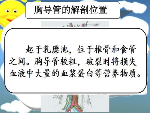 胸导管的解剖位置