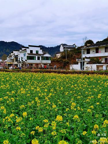 安徽黄山蜀源村油菜花