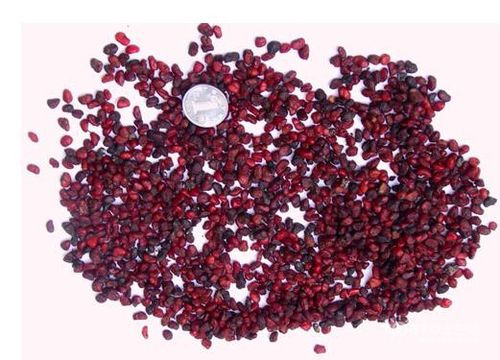 仙鹤来花籽是什么样的