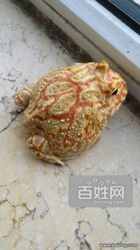 黄金角蛙 南瓜角蛙