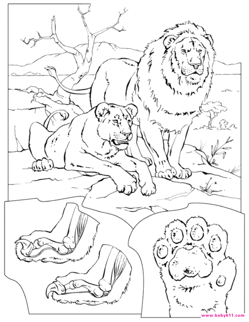 动物涂色卡—lions 狮子
