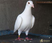 纯白色鸽
