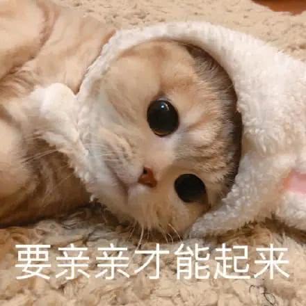 猫咪撒娇表情包合集