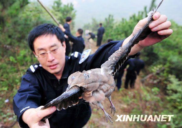 10月10日,执法人员正在展示一只从鸟网上取下的斑鸠.