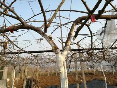 猕猴桃冬剪技术要点口诀要记牢,太实用了