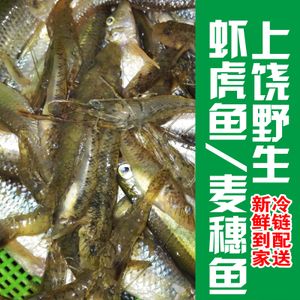 小溪鱼野生