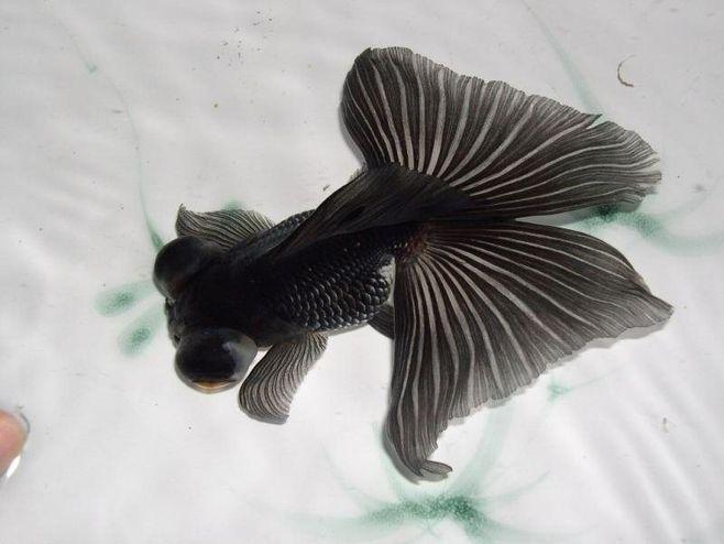 蝶尾金鱼蝶尾鱼蝶尾金鱼图片金鱼金鱼蝶尾蝶尾黑蝶尾金鱼蝶尾鱼图片