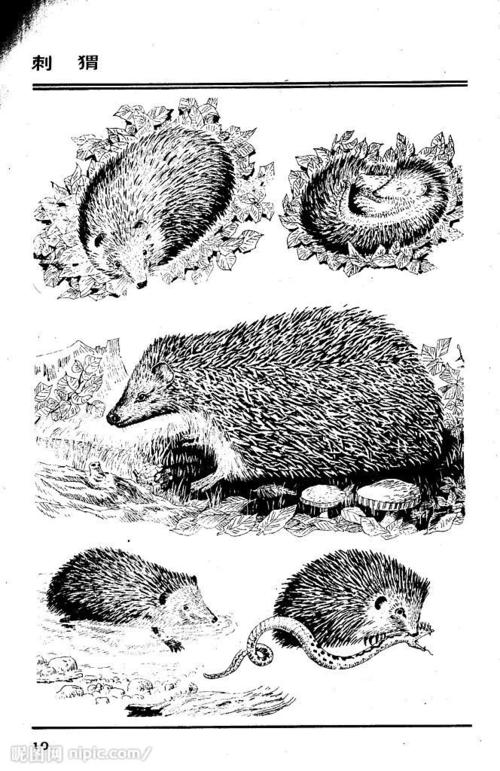 画兽图10刺猬图片