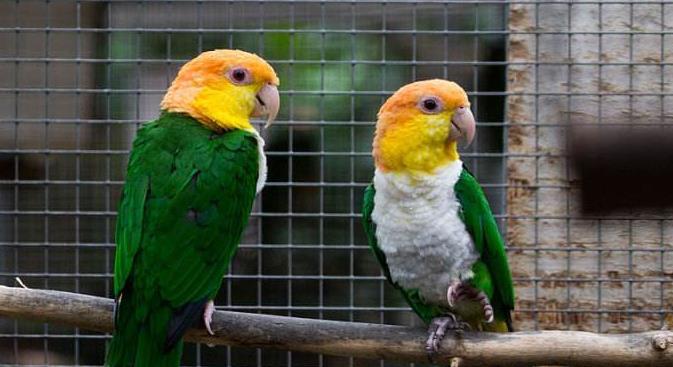 凯克鹦鹉 凯克鹦鹉非常漂亮,尤其是金凯,作为中大型鹦鹉寿命也是比较