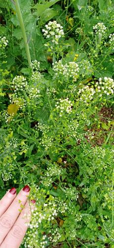 三月三的蔬菜,又叫荠菜,地米菜,含钙丰富,田野里随处可见,歺桌上的