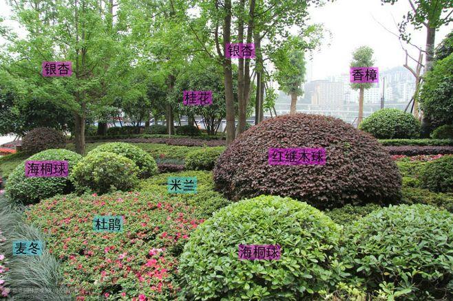 很全的植物配置图解,景观前线inla.com.cn 景观设计