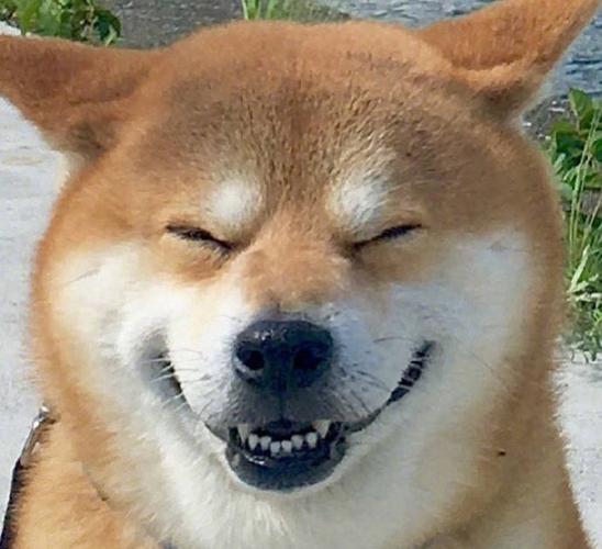 笑一笑没什么大不了可爱萌宠狗狗笑容治愈系