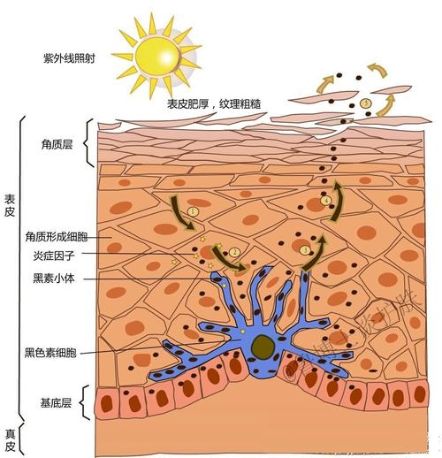 黑色素是在黑素细胞内合成的,黑素细胞位于基底层细胞之间,与基底