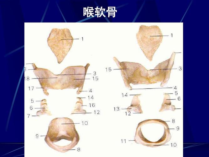 喉软骨