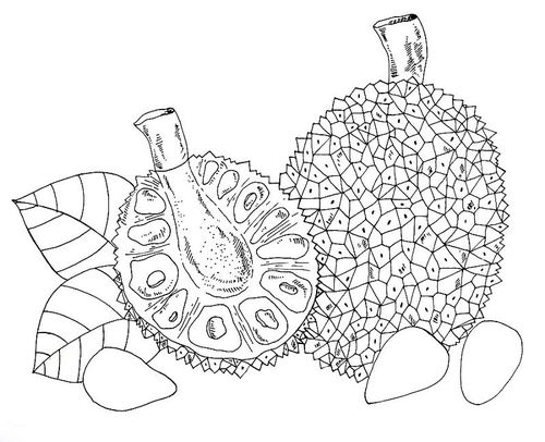 美术画画热带水果皇后菠萝蜜教程欣赏