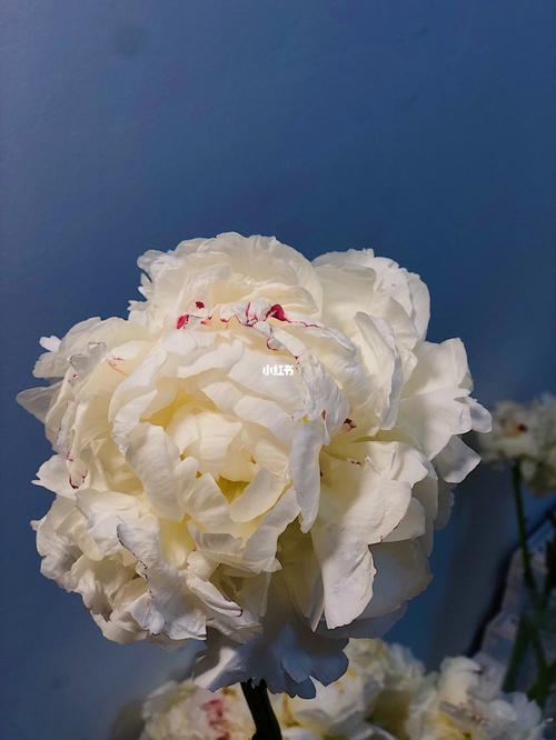 奶油碗芍药|春末夏初的使者_芍药_奶油_北京自由行热门攻略_鲜花_摄影