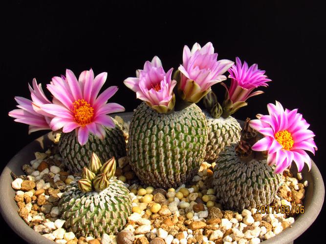 精巧殿t. pseudopectinatus 1厘米实生仙人球