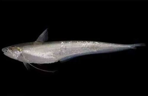 鳞白,尾黑,睛小是正宗长江刀鱼的明显特征