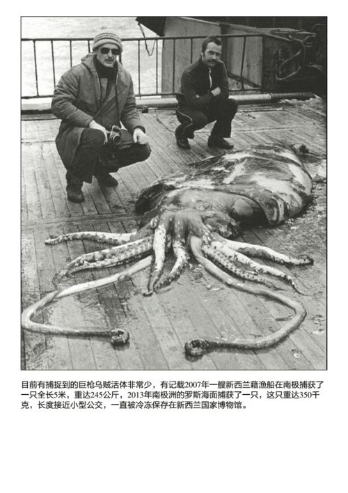 幽暗海底巨大黑影最可怕海洋巨兽巨枪乌贼pdf9页