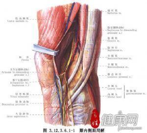 除关节软骨,半月软骨板以外,即便是通过关节腔的肌腱,韧带等均全部为