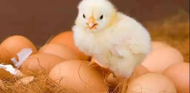 靠意念熟蛋返生孵小鸡校长论文疯传一个敢写一个敢发