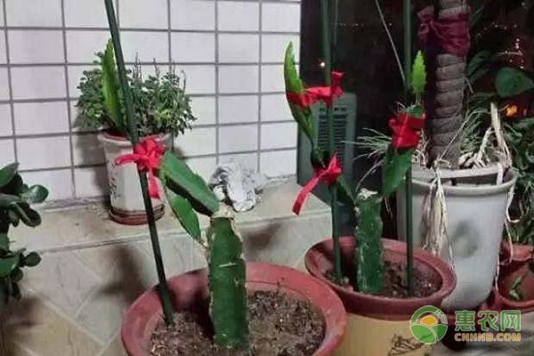 火龙果盆栽种植方法