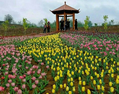 陕西洛南县锦绣大地郁金香园(图)