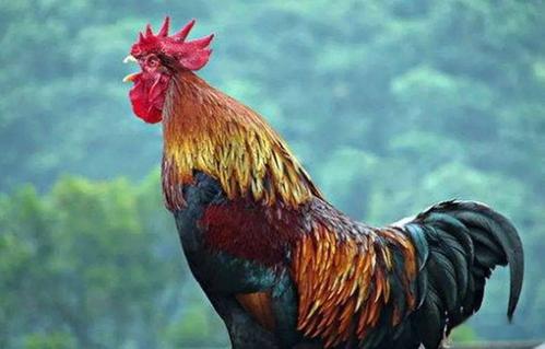 【蒙甲兴】大公鸡