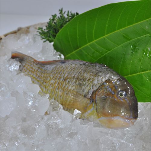 石漏鱼|依重量计价商品