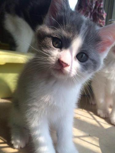 自家养的猫咪出售蓝猫虎斑折耳蓝白