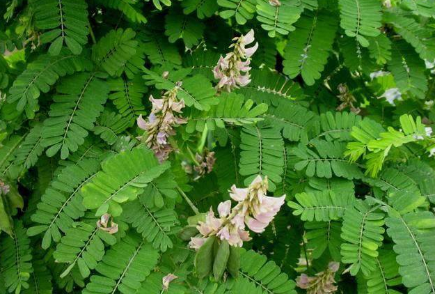广东地区才有的野草,人称"鸡骨草"如今是治疗风湿病的