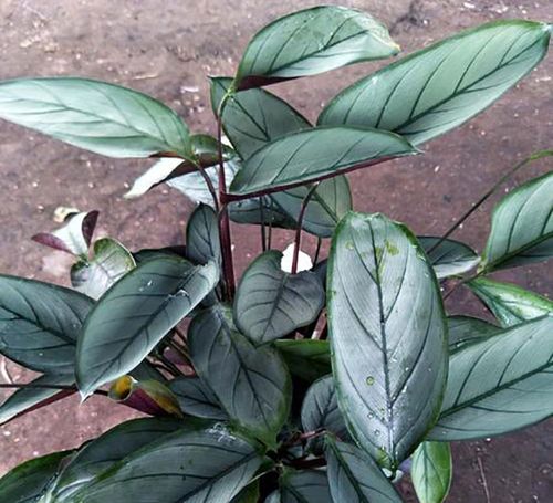 花叶竹芋的养殖方法