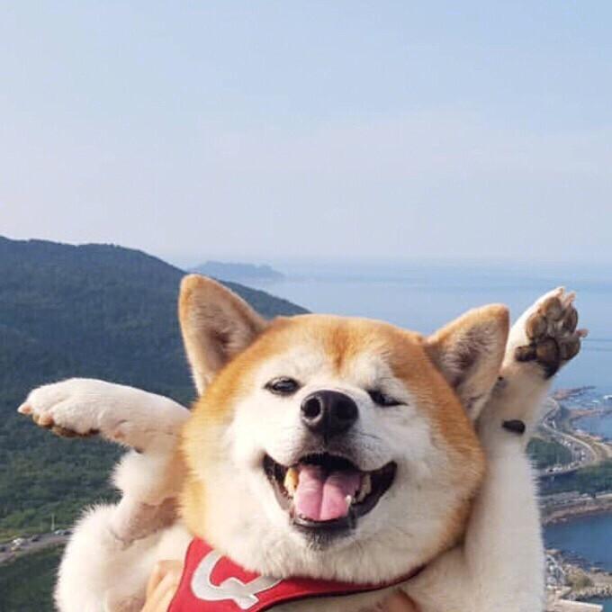 97今日份快乐源泉柴犬头像 | 宠物头像_头像_宠物_柴犬_壁纸_头像