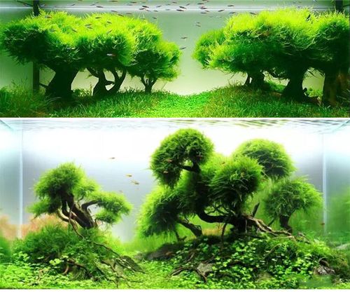 鱼缸造景真水草三角莫斯水晶美凤垂泪摩丝水族箱装饰懒人活体水草_7折