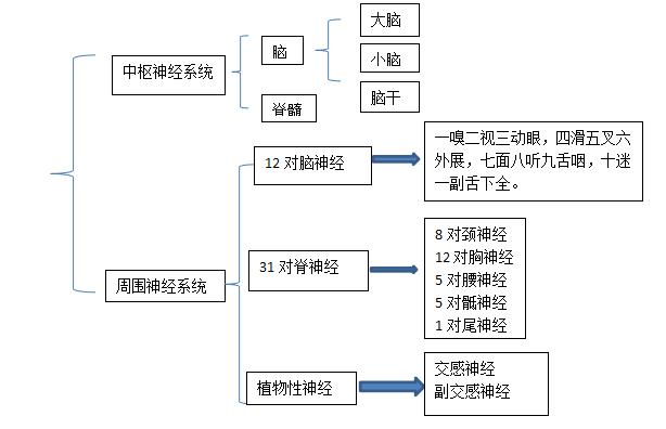 康复损伤丨支配上肢的神经根损伤定位